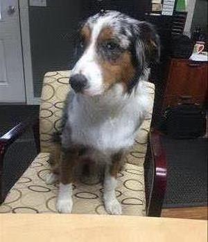 Picture of a dog sitting in an office chair. 